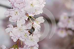 Bee with little bag, sammel nectar in a blossom, from Japanese cherry tree