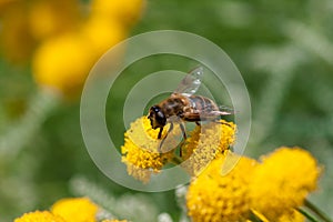 Bee on a little flower