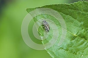 Bee the little one is on the big green leaf