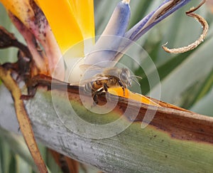 bee lodged in a colorful flower called strelitzia reginae or bird of paradise