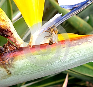 bee lodged in a colorful flower called strelitzia reginae or bird of paradise