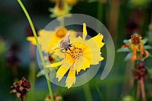 Bee looking directly at camera while standing on Lance-leaved coreopsis or Coreopsis lanceolata perennial plant