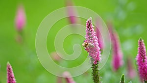 Bee looking for food on the flowers