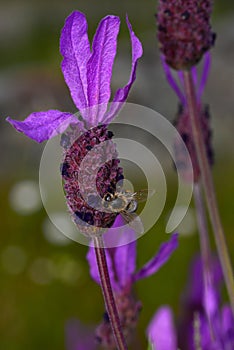 Bee looking for honey and pollen on lavender plant