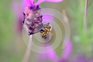 Bee looking for honey and pollen on lavender plant photo