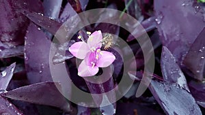 Bee looking for honey on purple flower tradescantia pallida