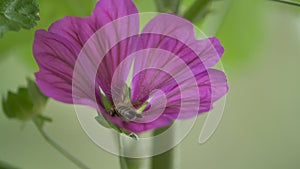 Bee looking for nectar in mallow flower