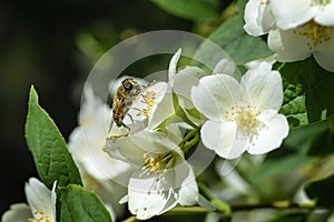 bee looking for pollen in the flowers of the pear tree