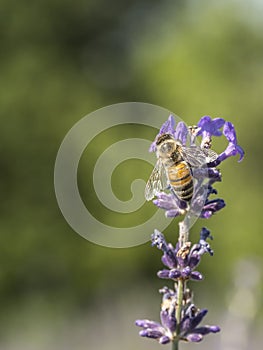 Bee looking for pollen on a lavender flower