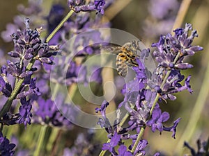 Bee looking for pollen on a lavender flower