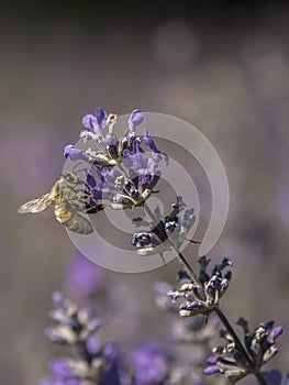 Bee looking for pollen on a lavender flower