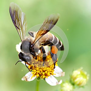 Bee looking for pollen on a yellow flower