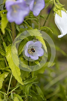 A bee with lots of pollen on its legs at work