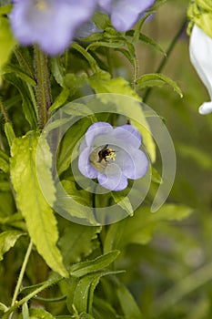 A bee with lots of pollen on its legs at work