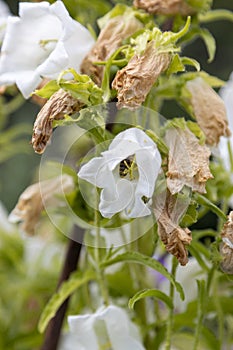 A bee with lots of pollen on its legs at work