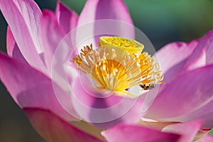 Bee and lotus