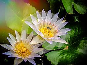 Bee on lotus flower photo