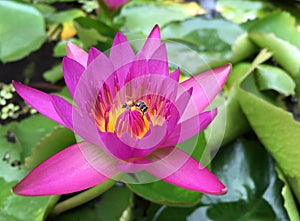 Bee on lotus flower