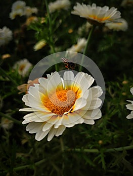 Bee love with flowers