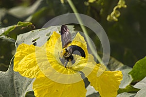 Bee on luffa flower