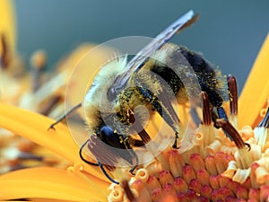 Bee macro