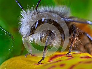 Bee macro