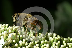 Bee macro