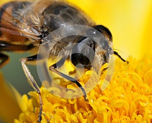 Bee macro