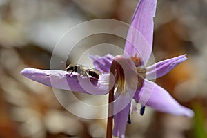 Bee macro close up on a dogs tooth violet, spring wildflower