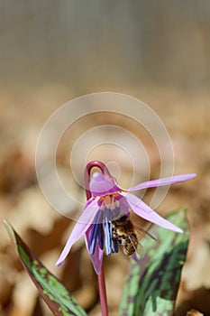 Bee macro close up on a dogs tooth violet, spring wildflower