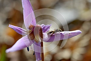 Bee macro close up on a dogs tooth violet, spring wildflower photo