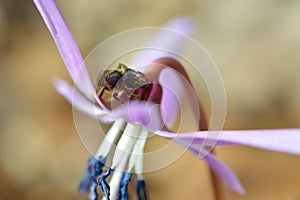 Bee macro close up on a dogs tooth violet, spring wildflower photo