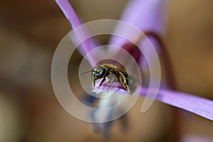 Bee macro close up on a dogs tooth violet, spring wildflower photo