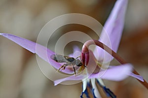 Bee macro close up on a dogs tooth violet, spring wildflower photo