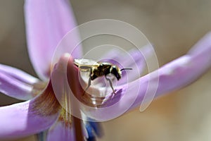 Bee macro close up on a dogs tooth violet, spring wildflower photo
