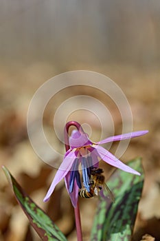 Bee macro close up on a dogs tooth violet, spring wildflower photo