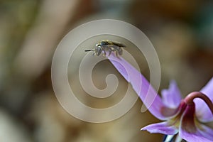 Bee macro close up on a dogs tooth violet, spring wildflower photo