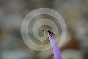 Bee macro close up on a dogs tooth violet, spring wildflower photo