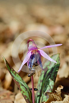 Bee macro close up on a dogs tooth violet, spring wildflower photo