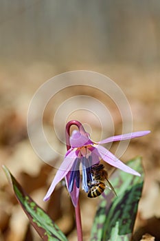 Bee macro close up on a dogs tooth violet, spring wildflower photo