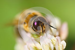 Bee macro flower background