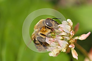 Bee macro flower background