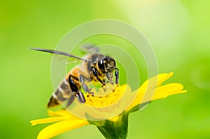 Bee macro in green nature