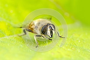 Bee macro in green nature