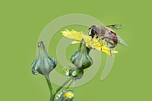 Bee macro in green nature