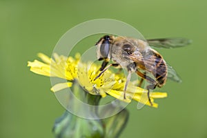 Bee macro in green nature