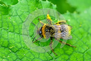 Bee macro in green nature