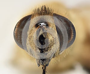Bee macro head shot