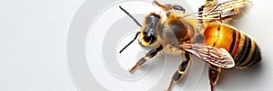 Bee macro isolated on a white backdrop. Detailed bee. Concept of close up insect, entomology studies, and nature's photo