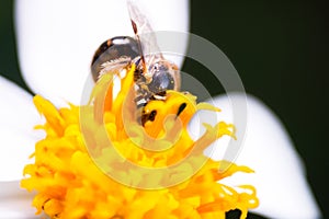 A bee, Macro photograph